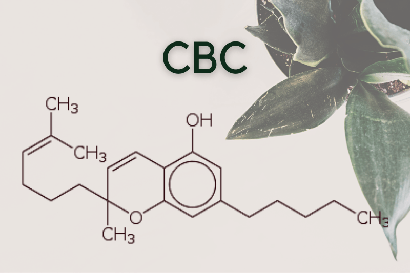Read more about the article What Is CBC Cannabinoid Used For