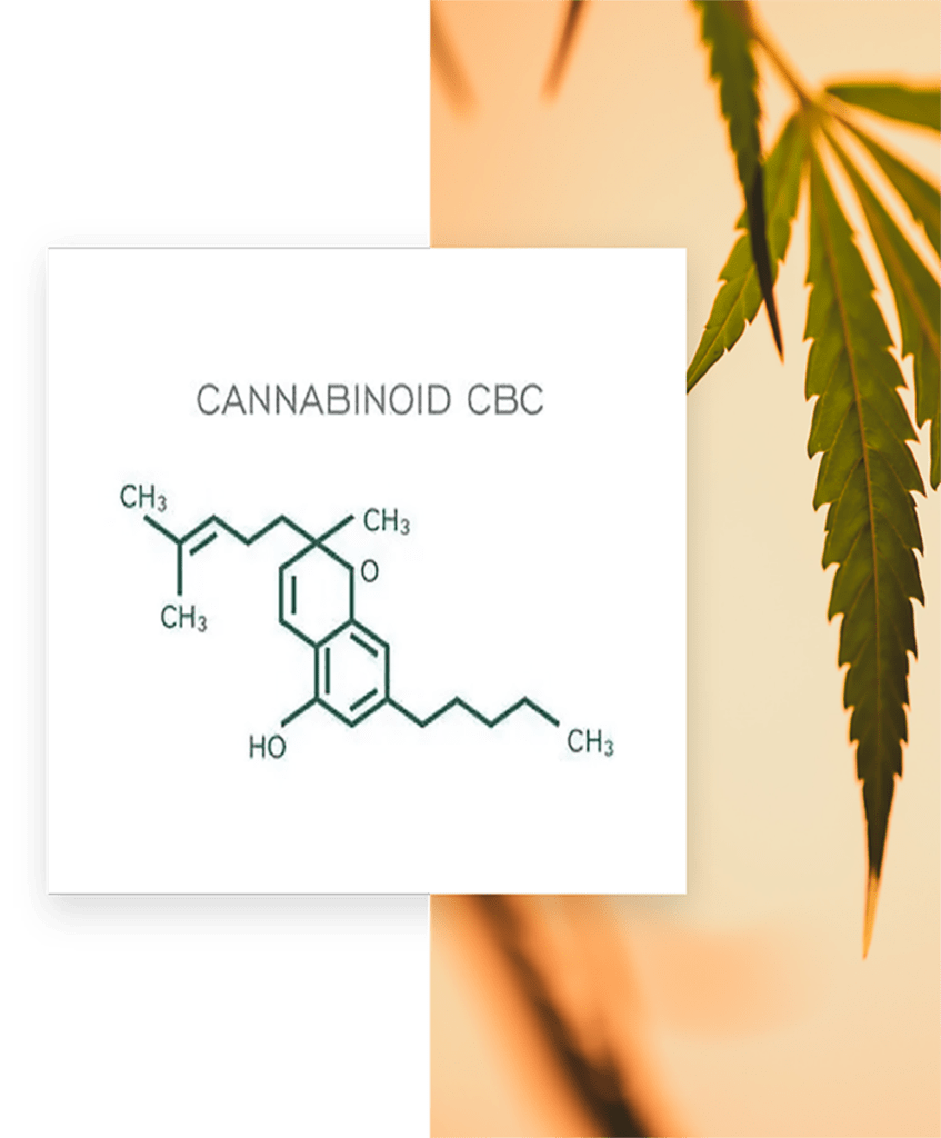 cbc cannabinoid