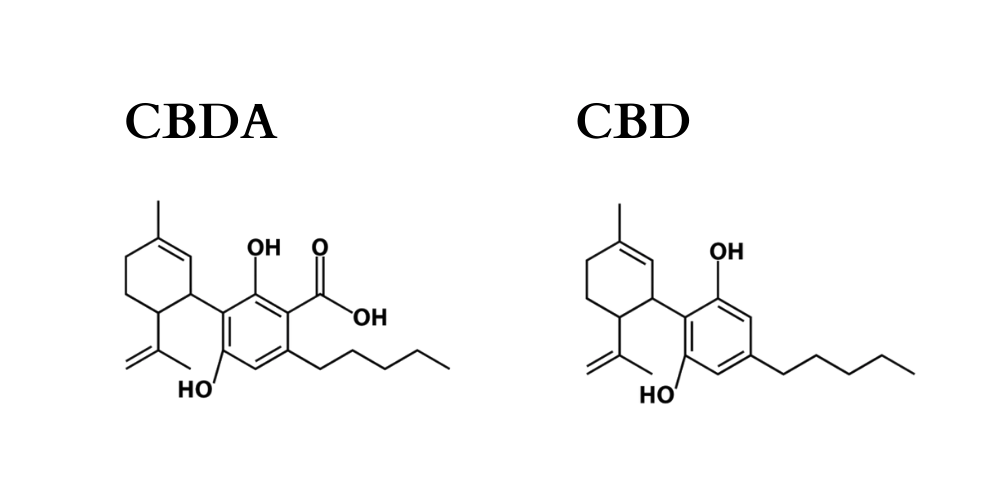 Read more about the article Cannabidiolic Acid (CBDA): A Comprehensive Guide