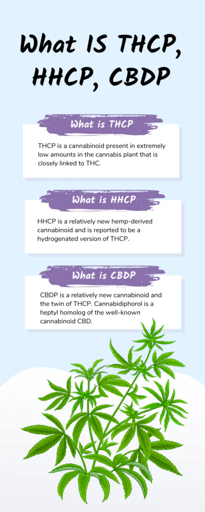 Read more about the article Comparing THCP, HHCP, and CBDP